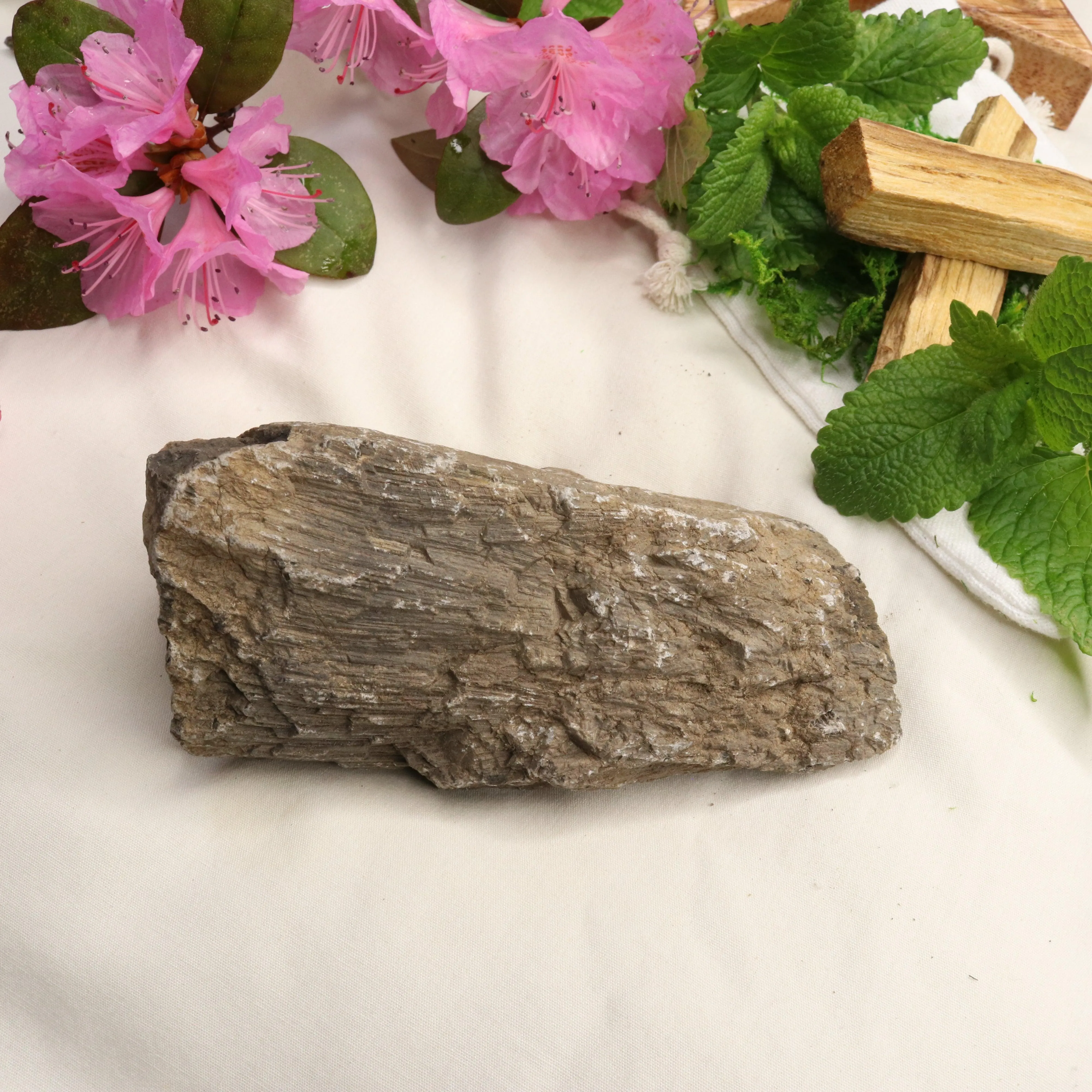 Natural Petrified Wood Specimen ~ Root Chakra Connections