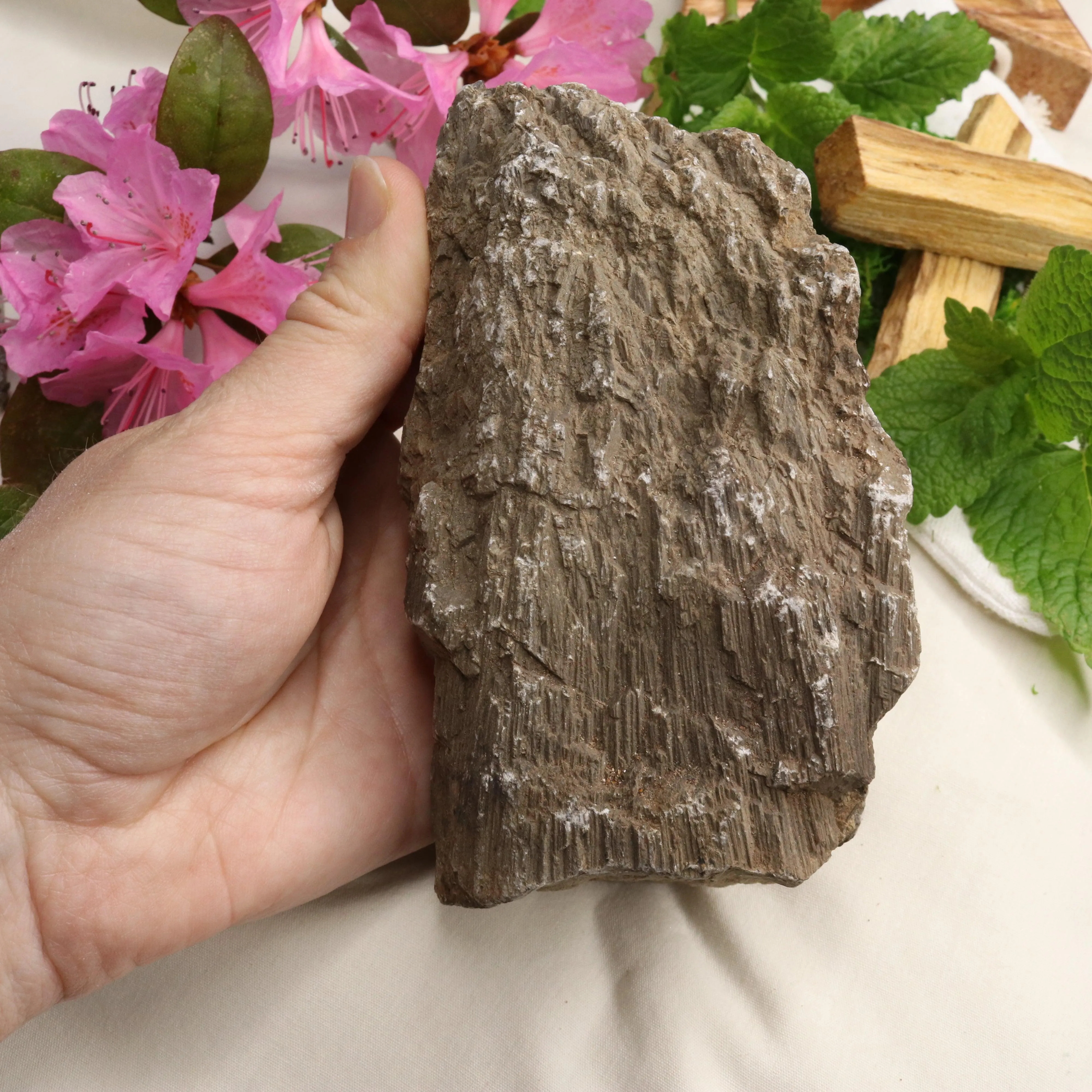 Natural Petrified Wood Specimen ~ Root Chakra Connections