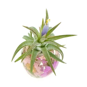 Pink Wildflowers Holder   Air Plant